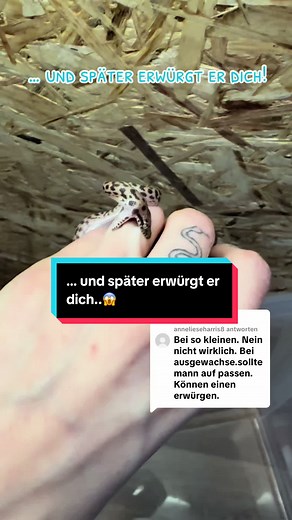 Antwort auf @annelieseharris8 nicht jede Python-Art ist für den Menschen gefährlichsten wird 5 m groß ^^ Es ist absolut okay, wenn man nicht alles weiß, aber dann verbreitet doch nicht so einen Unsinn.. Schlangen haben es schwer genug! 🙈🐍 diese Art hier (Antaresia chindreni) bleibt bei ca. 80-100 cm ausgewachsen 🙏🏻 und eine ungiftige, 90 cm Schlange kann einem Menschen nicht gefährlich werden! #schlange #python #reptilien #snakes #terrarium