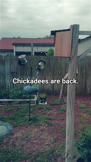 Chickdees inspect their old place.