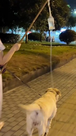 9.7K views · 374 reactions | This is a bit embarrassing! #dog #pet #dogs #doglover #love #cute #PuppyLove | Annie | Facebook