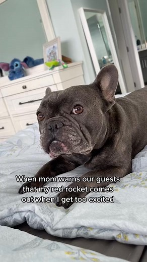 7.1K views · 105 reactions | So embarrassing#dog #frenchie | Kashthefrenchie | Facebook