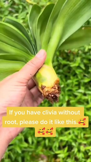 TikTok - Make Your Day