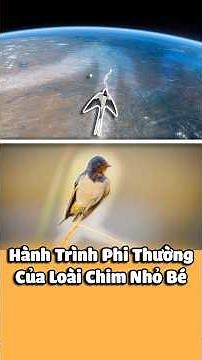 Hành Trình Di Cư Đáng Kinh Ngạc Của Chim Én, Vượt Qua 37 Quốc Gia.