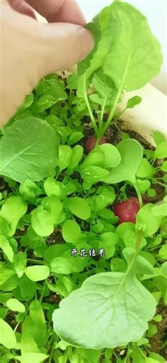 Self-Sustaining Homestead: Farming & Gardening Tips