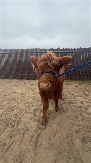 Mary Jane: The Mini Highland Cow Story