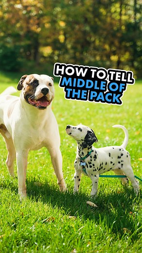 28K views · 524 reactions | Generally speaking, there are 3 pack...