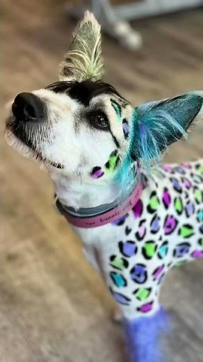 OPAWZ Safe Pet Hair Dye For Creative Dog Grooming