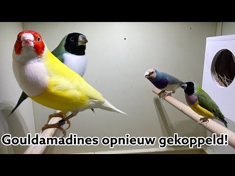 Gouldamadines opnieuw gekoppeld | Vogel 2023 |