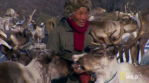 As winter approaches, indigenous Sami reindeer herders make special preparations for their domesticated reindeer. #PolarWorld 9/8c | National Geographic Animals