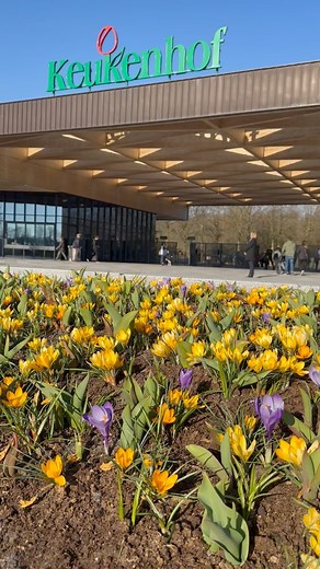 🌷✨ The wait is over – Tulip Festival has officially begun! ✨🌷 What a perfect start to this vibrant celebration, with the sun shining down on us. 🌞 The famous Keukenhof flower park has opened its gates, welcoming visitors from all over the globe to admire the breathtaking beauty of the blooming flowers. 🌸🌼 It’s truly heartwarming to see people from every corner of the world coming together to share the joy of these stunning blossoms. Let’s make this a Tulip Festival to remember! 💐🌍 www.tul