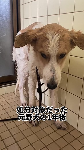 頑張って人間に慣れて甘えてくれるようになったハリーだからこそ、ずっとのお家でたくさんの愛情をうけてほしい😌 絶賛里親募集中です🐶 #犬のいる生活 #保護犬 #mixdog #保護犬を家族に #野犬 #里親募集