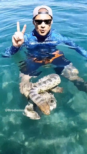 venomous sea snakes mating 🐍 #VenomousSeaSnakes #SeaSnakeMating #MarineLife #UnderwaterWildlife #NatureDocumentary | Brodiemoss
