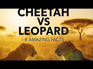 Cheetah vs Leopard | 8 Amazing Animal Facts You Didn’t Know!