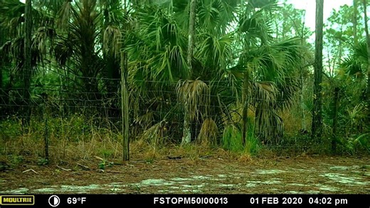 55 reactions · 3 comments | Have you ever seen a fox squirrel? In our...