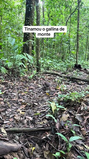 Videos de Nito (@costaricaguide) con “original sound - Nito”