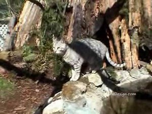 Outdoor Cat Habitat for my Savannah Cats and Bengals Cat enclosure