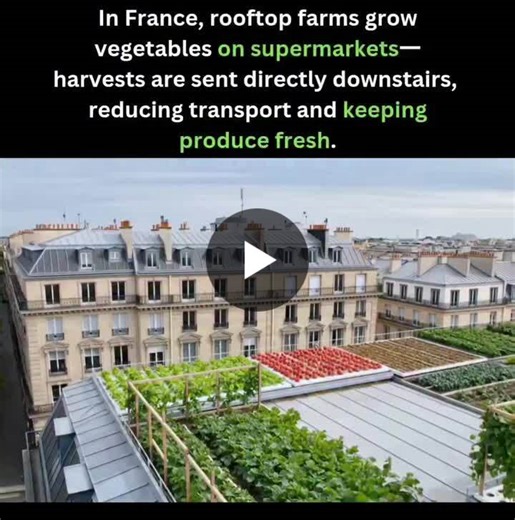 #sustainability #urbanfarming #circulareconomy #foodsystems #climateaction #greencities #sustainableliving #innovation #futureoffood #regenerativesystems | Sustainability Infographics 📊