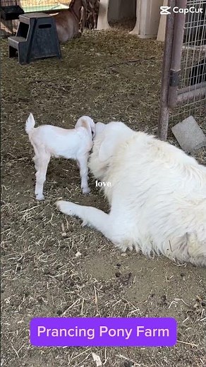 Maremma Livestock Guardian Dog Journey | Valentine's Day Sale
