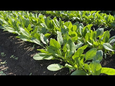 How to Grow Spinach: Foolproof Cultivation Guide [Soil Prep, Bed Making, and Sowing] Osiris, Chro...