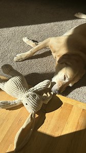 Chickpea got some birthday goodies. Our girl is 9 today and still cancer free!! 🎉❤️ | Rachel Edelman Real Estate