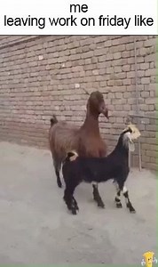 1.5M views · 9.5K reactions | Happy Friday! Who else is going to be leaving work like this today?!   | Cheap as Chips | Facebook