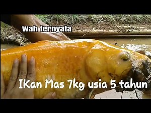 Banyak ikan besar di kolam dangkal dan ada Ikan Mas 7kg