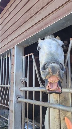 Horse eating a carrot (with narration) 馬がニンジンを食べる様子（ナレーションあり）