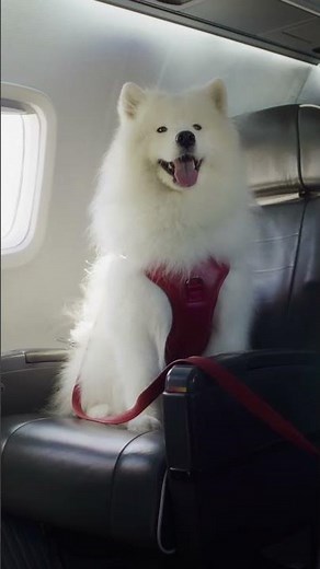 Pets Welcome Aboard | The Private Jet Airline | Aero™