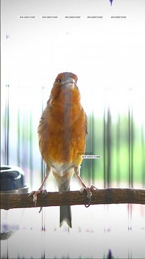 CANARY SONGBIRD #CANARY #CANARYSONGBIRD #CANARY #KENARI 15