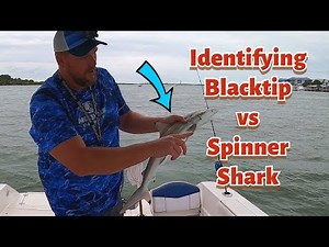 Blacktip vs Spinner Shark, what's the difference?