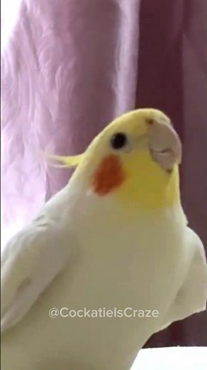 Adorable Cockatiel Sings the Cutest Beeps!