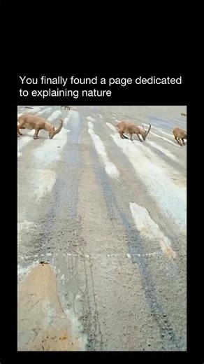 Explaining Nature on Instagram: "High above the valleys, mountain goats scale sheer cliffs with unreal balance, conquering terrain where one misstep could mean the end. 🐐⛰️⚡"
