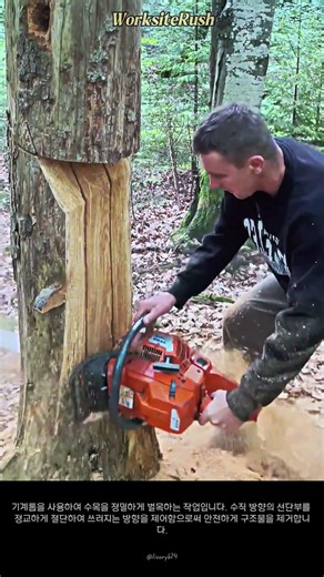 숙련공의 기술: 수목을 원하는 방향으로 정밀하게 벌목하는 방법 #worker #process #logging #forestry #chainsaw