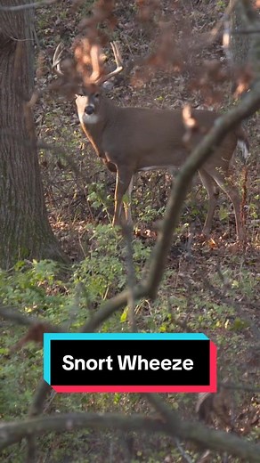 Capturing the Ultimate Hunting Moment