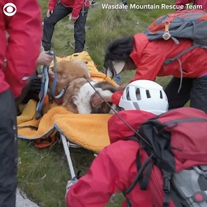 7K views · 232 reactions | MOUNTAIN DOG RESCUE: Daisy the St. Bernard was rescued from the highest mountain in England after she couldn’t finish a hike. | WJZ-TV | CBS Baltimore | Facebook
