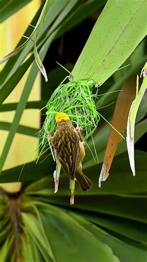Amazing Weaver Bird Build New Home 366#viralvideo