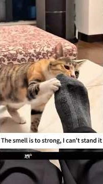 cats: error_vs_on purpose?