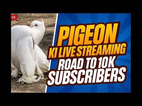 Kabootar Ki Live Stream Start 🕊️ | Fancy Pigeons Live Show ❤️ | Cloud 9 Loft | Road To 10K
