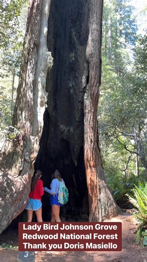 A sweet friend, Doris Masiello has been so kind to share so much of the history of this grove with me. It’s a place I’ll never forget… a stunning display of God’s creation. | Shepherding Outdoors
