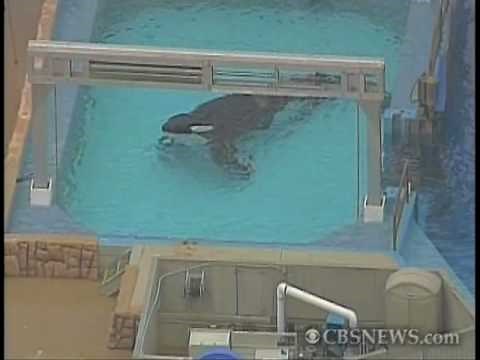 Killer Whale Kills SeaWorld Trainer