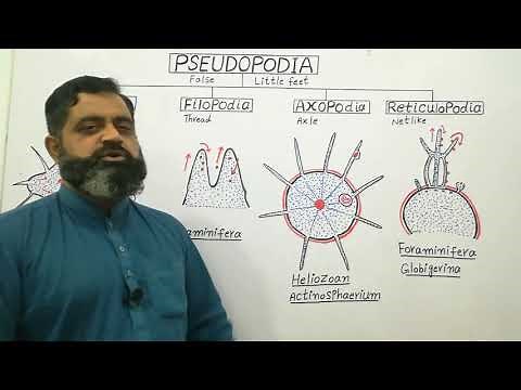 Types of Pseudopodia English medium ‪@prof.masoodfuzail‬| Pseudopodia | Anatomy of Pseudopodia