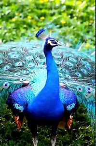 505K views · 1.9K shares | #DidYouKnow In 1963, the Peacock was...