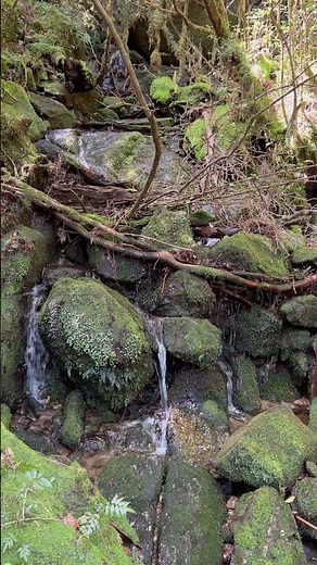 【屋久島の森で自分時間を愉しむ＊世界自然遺産 屋久島】#屋久島自然動画 #世界自然遺産 #屋久島