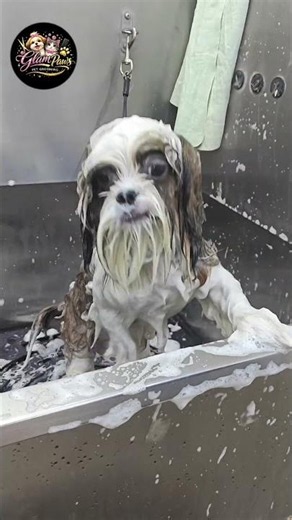 Premium Pet Grooming: Gentle De-Matting & Styling For Your Best Friend 🐕💈