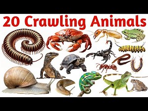 बच्चों के लिए 20 रेंगने वाले जानवर | Crawling Animals Names | Kids Animal Learning Video