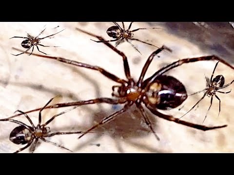 Meet Your Housemate: The Giant House Spider (Tegenaria domestica)