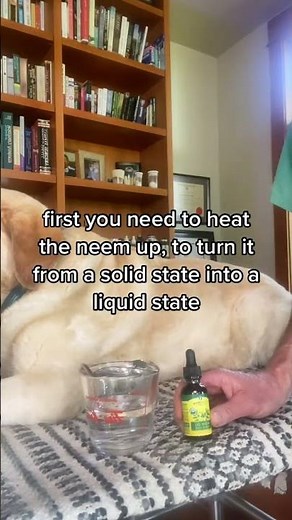 Awesome Natural Flea and Tick Spray Recipe