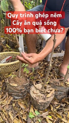 Quy trình ghép nêm cây giống ăn quả tại vườn nhà sống 100%