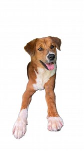 you won’t believe the ending!! 🌈🥹☺️ — WILLOW I rescued willow as a stray dog back in August with all of your help after she was severely mistreated and found injured hiding in the back of a warehouse. It took many months to gain her trust and even longer to allow human touch. Willow absolutely adores playing with other dogs and makes friends extremely easily. She still doesn’t trust humans easily and isn’t a big fan of being pet often, but she loves to jump up on you, give kisses, and show off