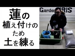 ハスの植え付け工程の一部　→　土を練る！の動画
