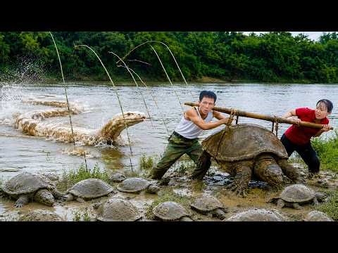 72 Hours Survival: Monster Softshell Turtle Caught in Muddy River… Then a Giant Python Appears!